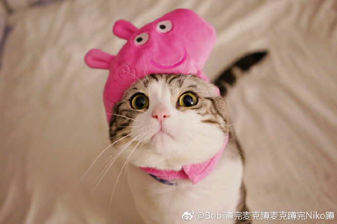 光影实验 — 宠物日记·清爽剪 缩略图